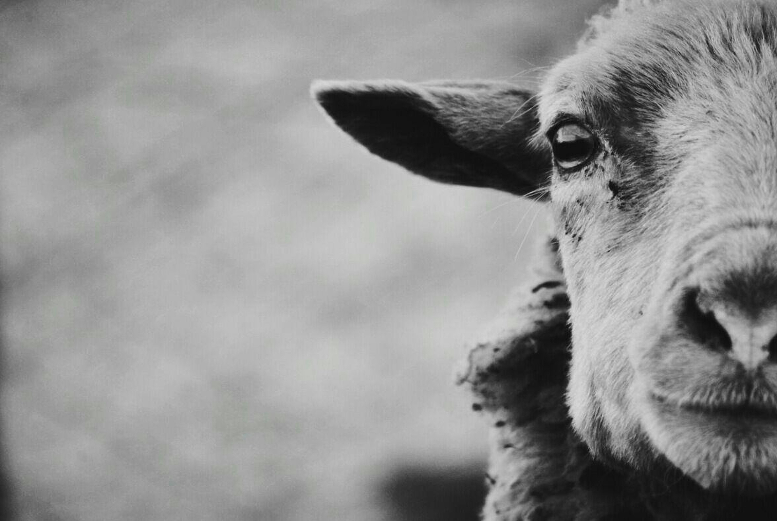 grayscale photo of a animal